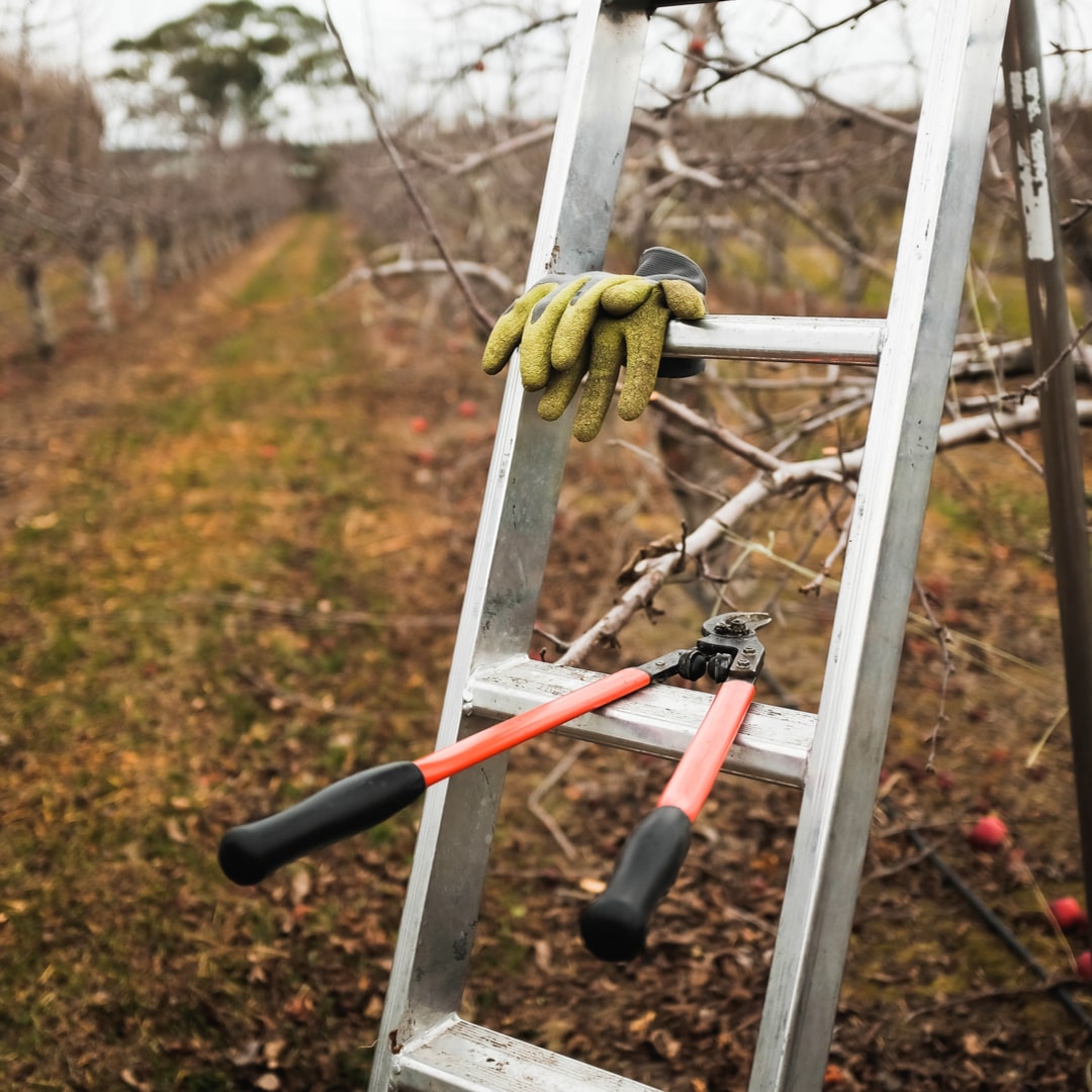 Gyümölcsfák metszés Dunaújváros egész területén